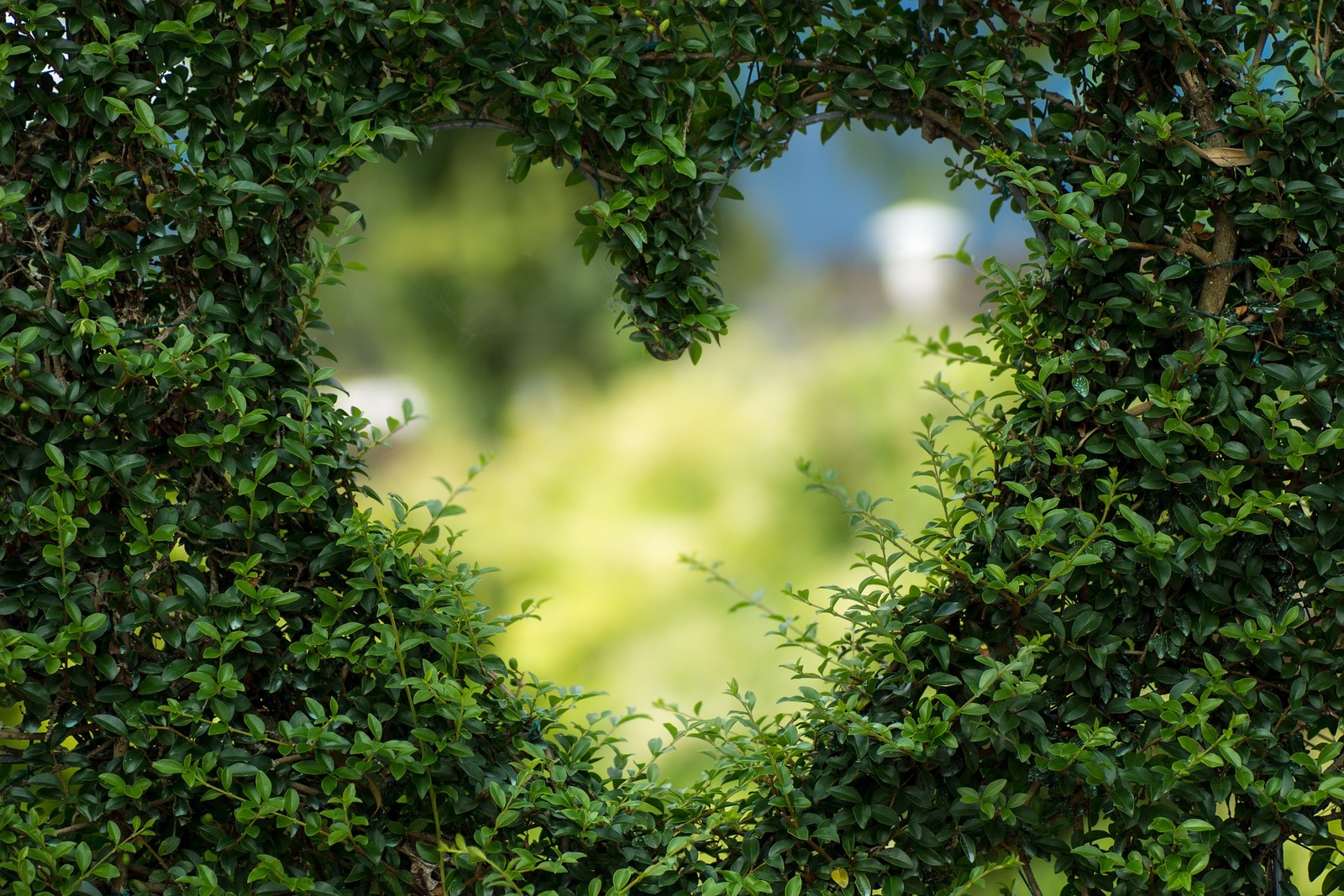 Valentine's Offers at the Garden Cafe
