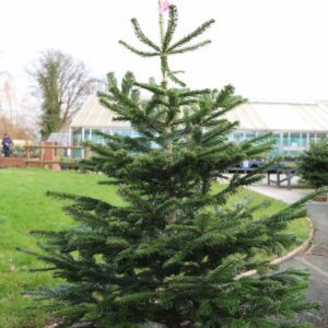 Nordman fir tree