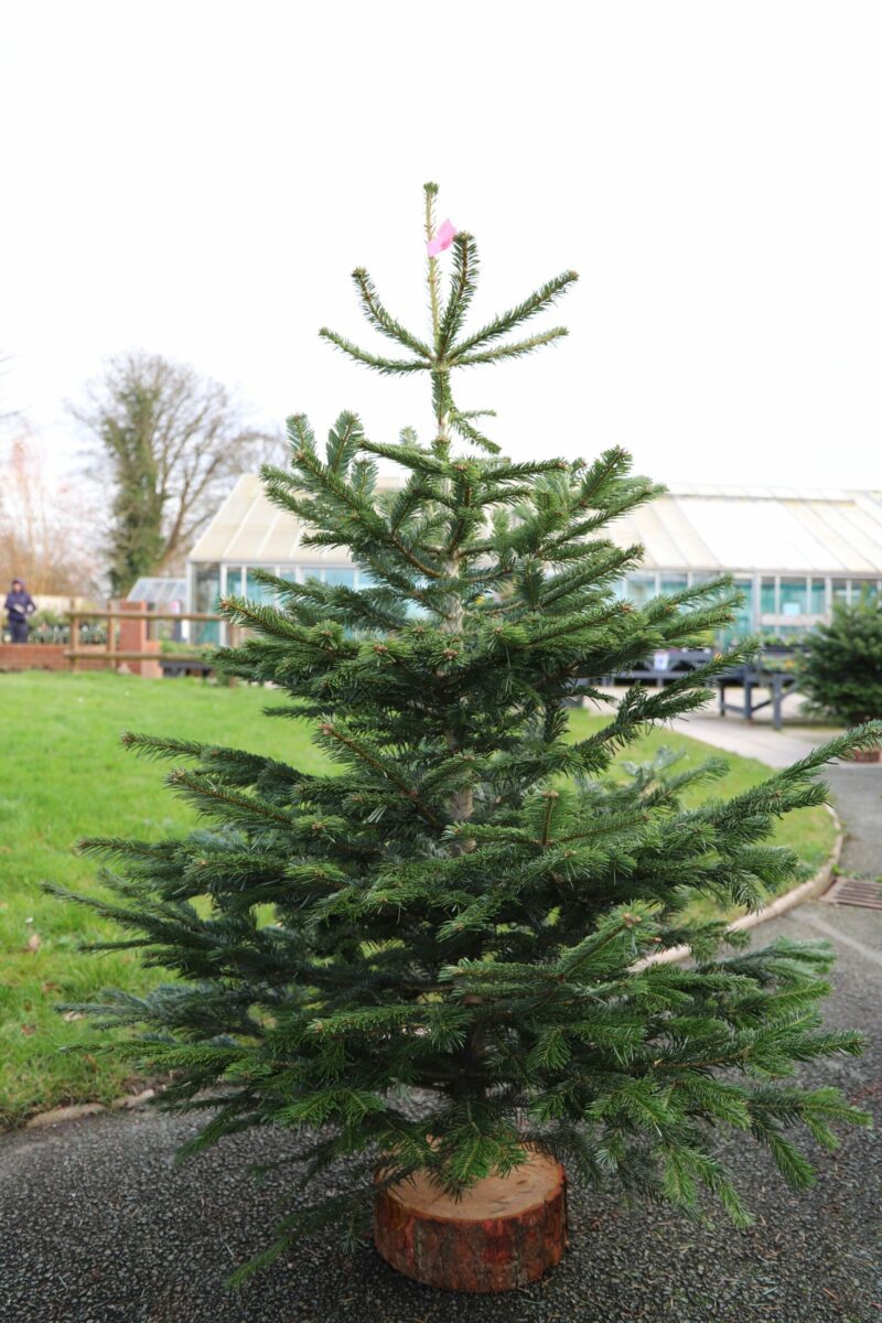 Nordman fir tree