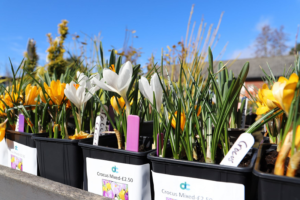 Plants for sale at Derwen College Garden Centre