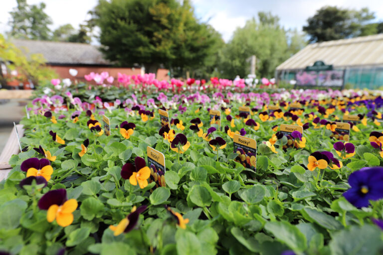 Garden Centre Winter Bedding