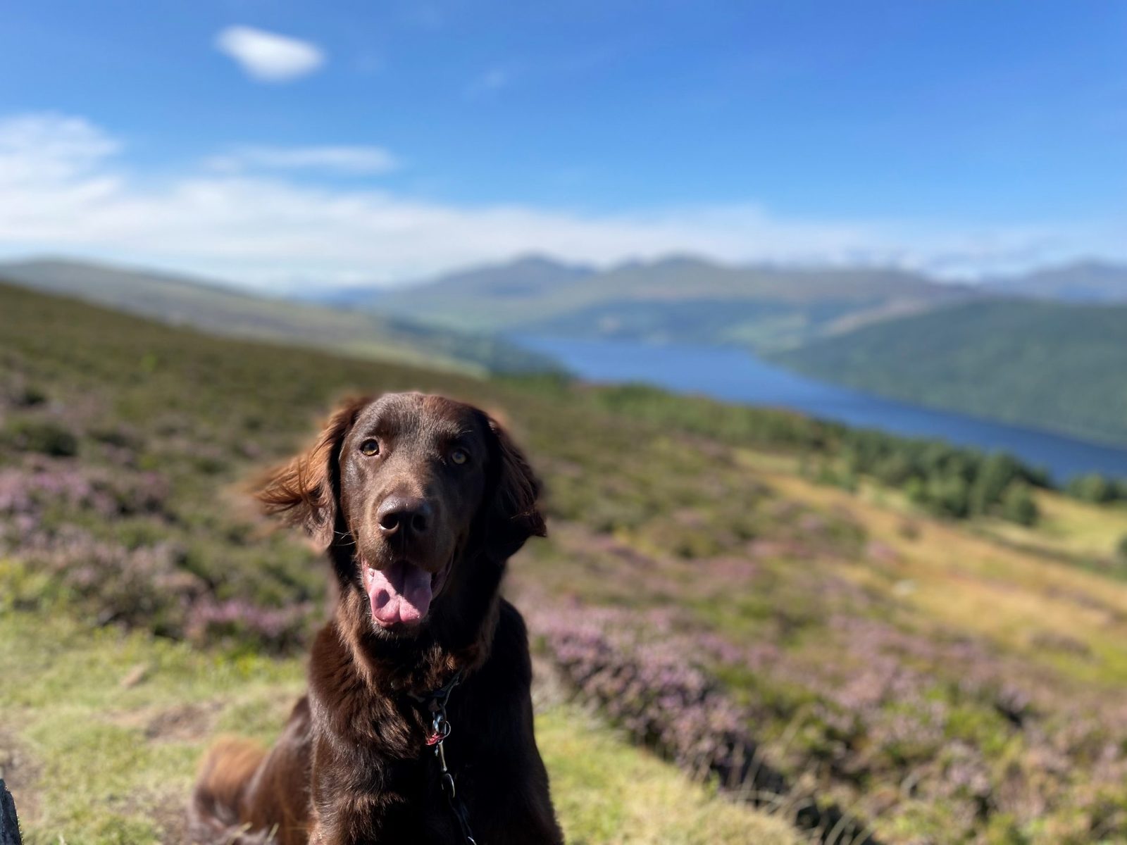 How Teddy our therapy dog supports students at Derwen College