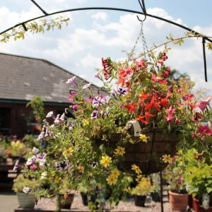 Hanging Basket