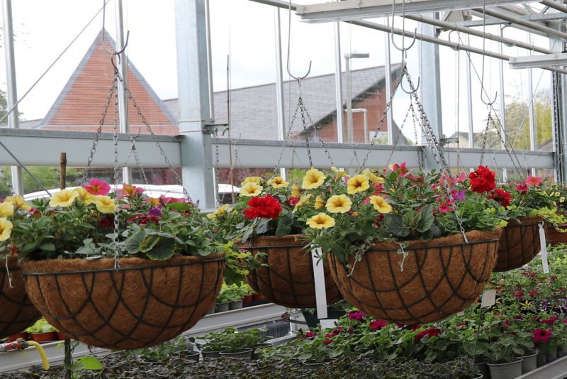 Hanging Basket