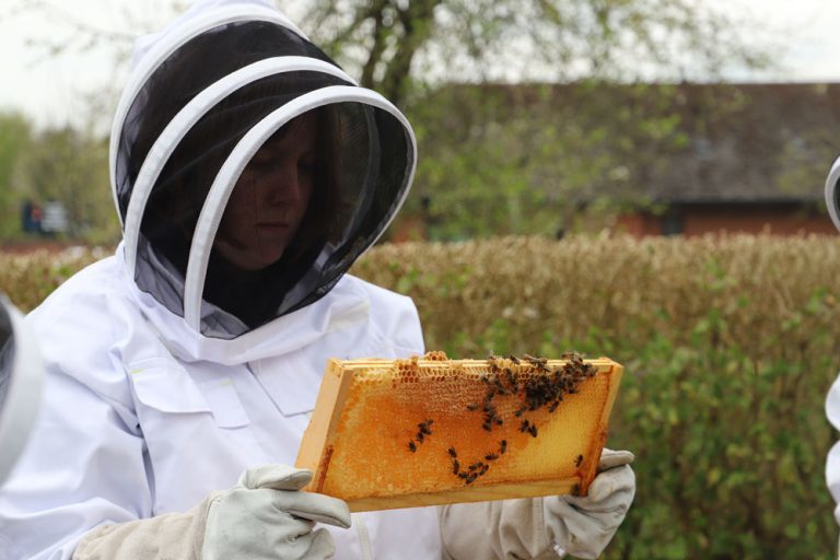 Student Sophie in full bee suit holds up a frame covered in bees and honey.