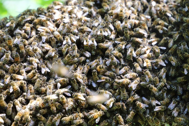 Derwen Bees