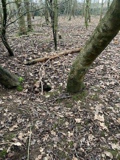 The woodland walk - hedgehog habitat