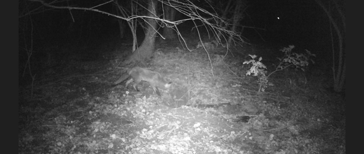 Fox on hedgehog cam