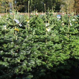 Nordmann Christmas trees