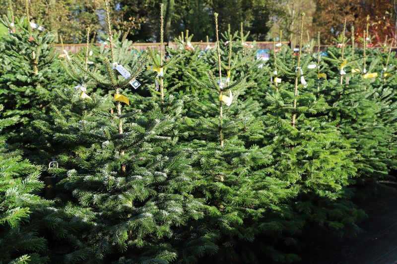 Nordmann Christmas trees