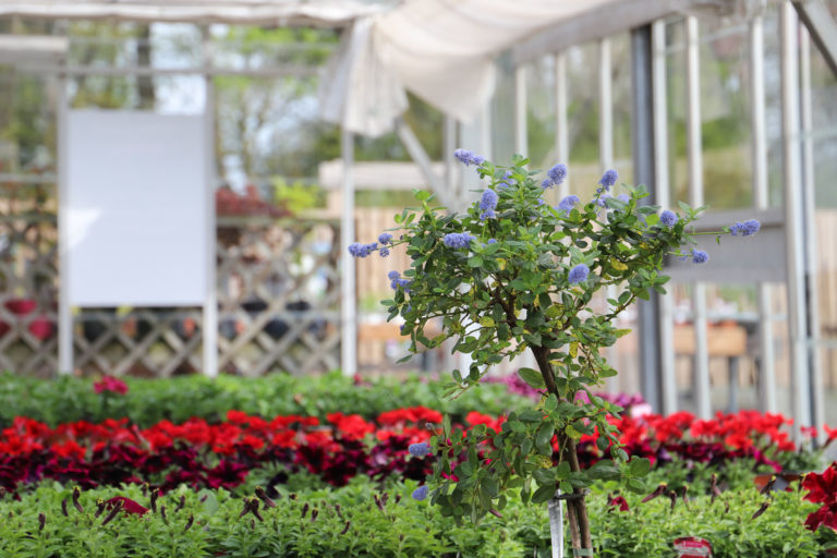 Flowers in a greenhouse